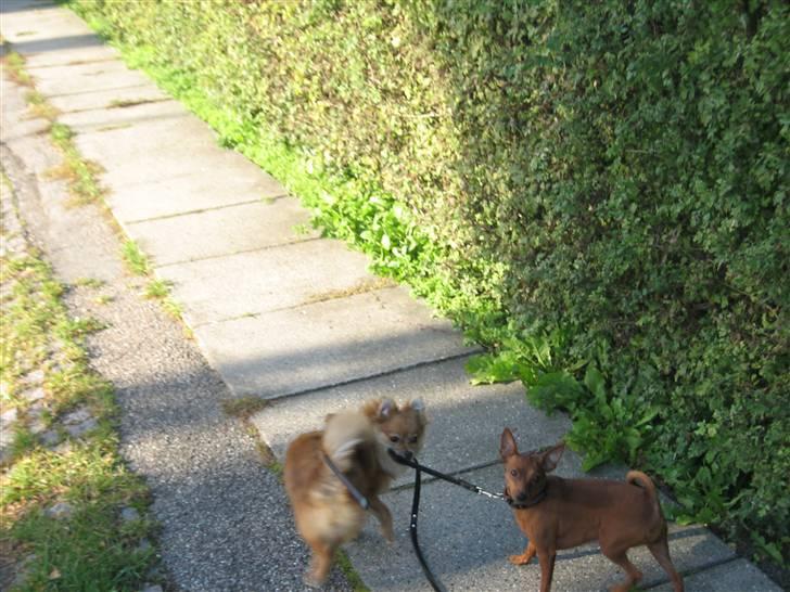 Pomeranian Topsys Cleo - "Jeg har helt styr på det her, mor :)" billede 19