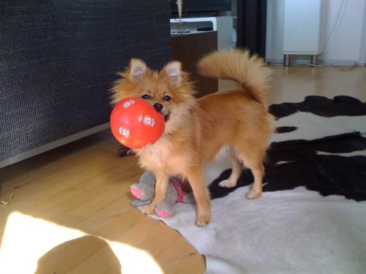 Pomeranian Topsys Cleo billede 20