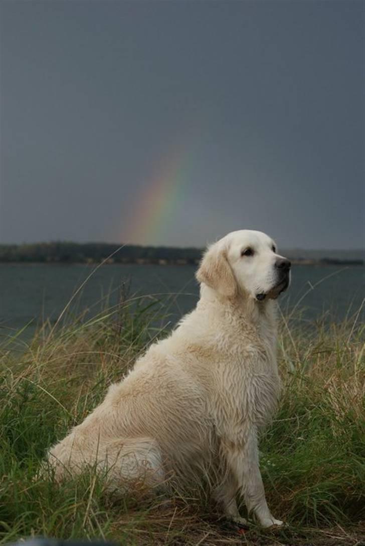 Golden retriever Classic (Autumn-Gold)  - Classic i sommerhus med uvejr i baggrunden! billede 18