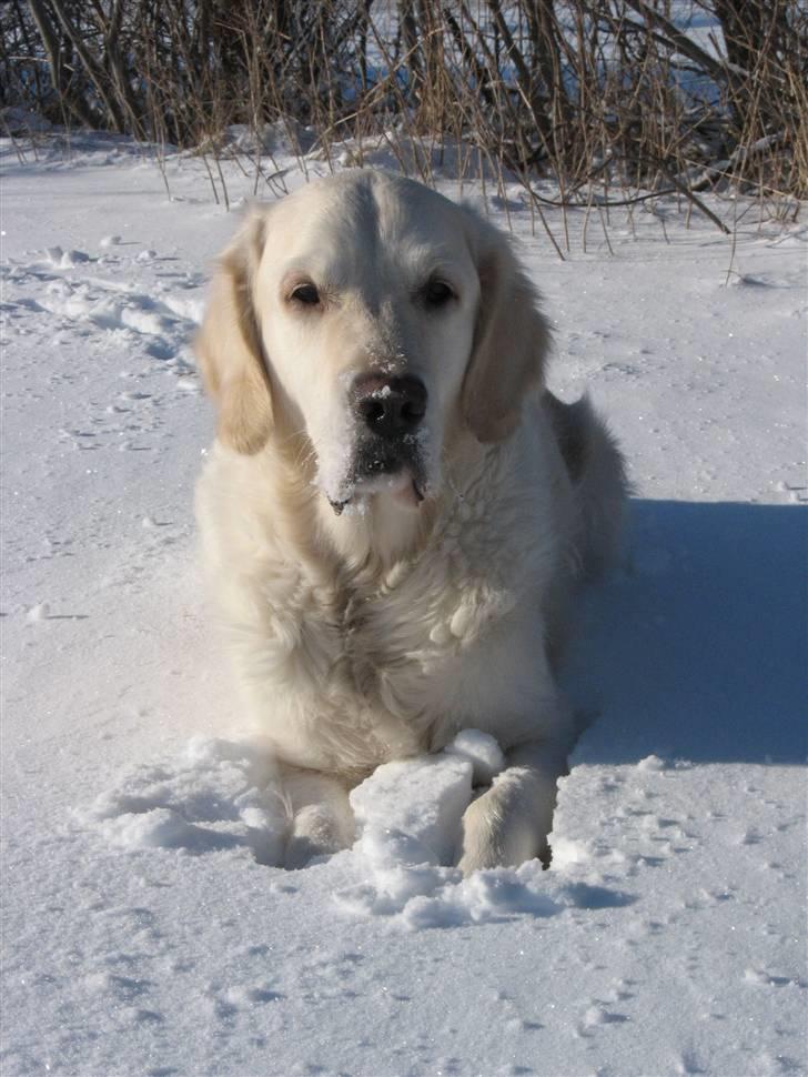 Golden retriever Classic (Autumn-Gold)  billede 19