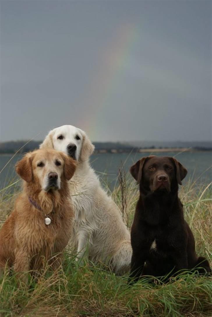 Golden retriever Classic (Autumn-Gold)  - Gaia, Classic og Albafidus:-) billede 20