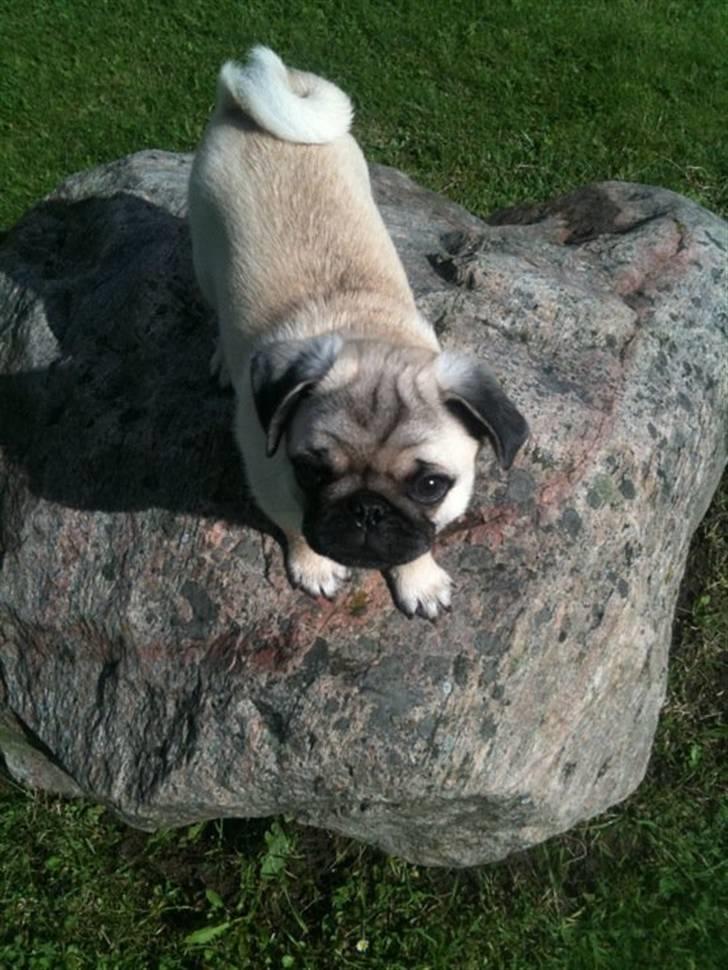 Mops Chaos - CHAOS! billede 1