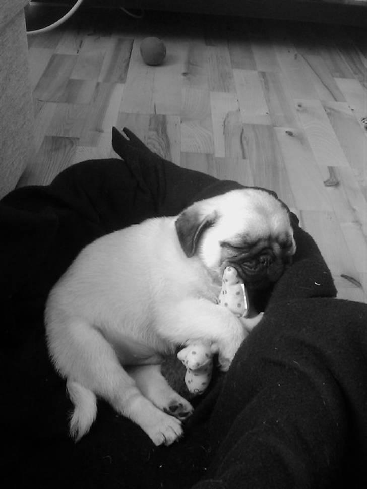 Mops Chaos - Så putter vi!!  billede 2