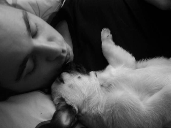 Mops Chaos - Far og Chaos putter på sofaen!  billede 3