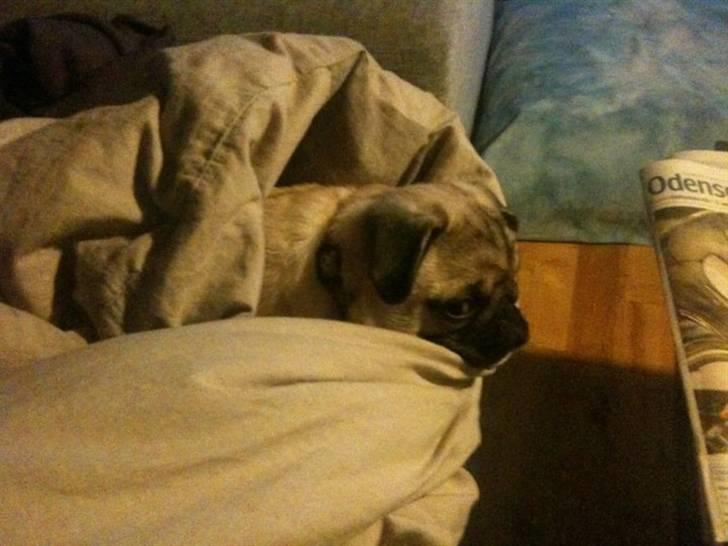 Mops Chaos - Så var Chaos sløj efter 12 ugers stikket og hvad er så bedre end en eftermiddag i dynen med mor? billede 4