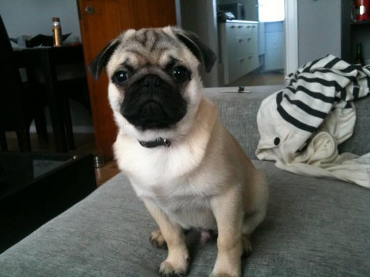 Mops Chaos - Så blev man 15 uger og mor tager billeder IGEN!  billede 5