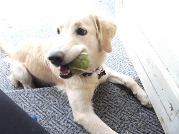 Golden retriever Molly billede 6