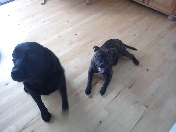 Staffordshire bull terrier Morgan Le Fay Balto/KENZO - Herman og Kenzo billede 15