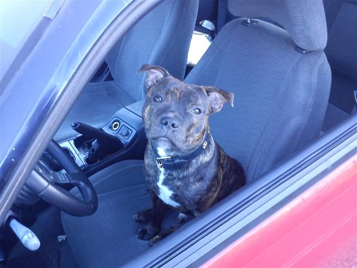 Staffordshire bull terrier Morgan Le Fay Balto/KENZO billede 16