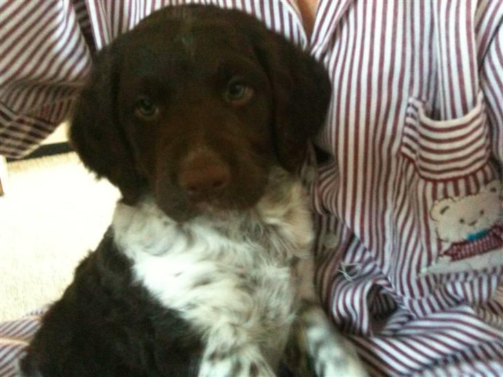 Kleiner münsterländer Sanji billede 8