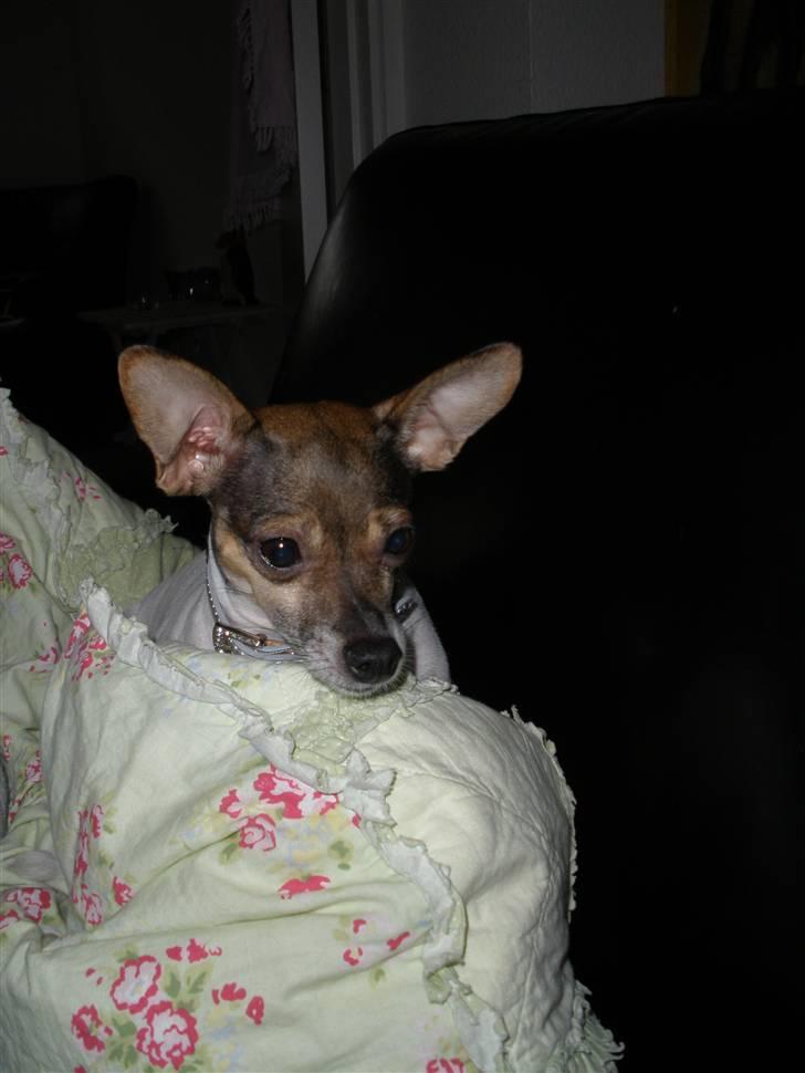 Blanding af racer Gucci <3 billede 14