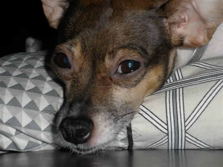 Blanding af racer Gucci <3 billede 10