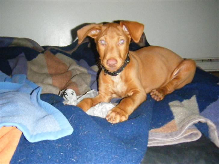 Pharaohound Vaskurs Obelix Qiwison billede 8