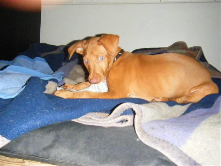 Pharaohound Vaskurs Obelix Qiwison billede 9