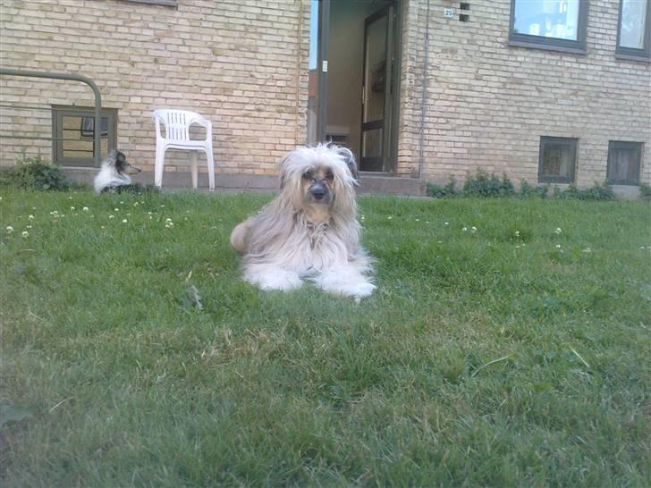 Chinese crested powder puff No Guts No Glorys Alvin billede 3