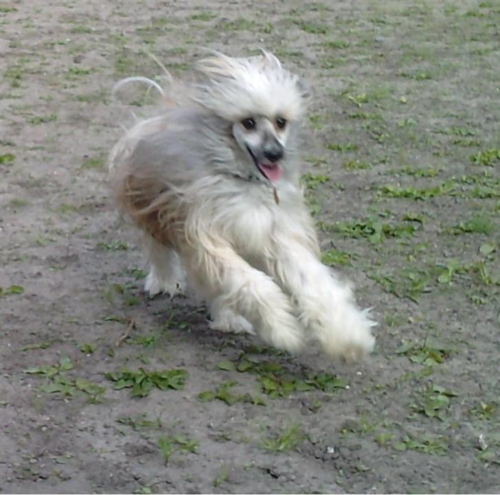 Chinese crested powder puff No Guts No Glorys Alvin - Hu hej, her kommer jeg billede 4