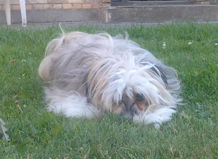 Chinese crested powder puff No Guts No Glorys Alvin - Pause sagde jeg billede 5