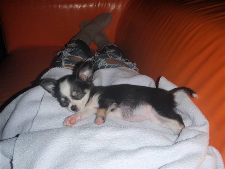 Chihuahua Coco Casanova billede 2