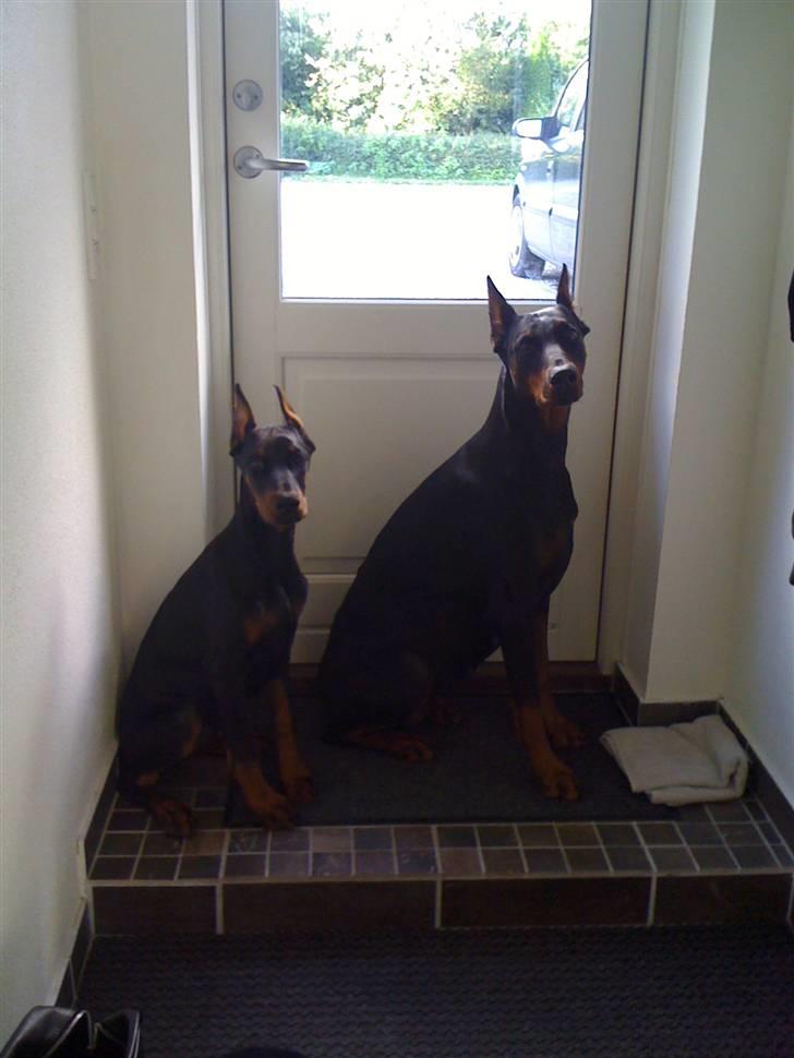 Dobermann Miss Medina Di Altobello billede 16
