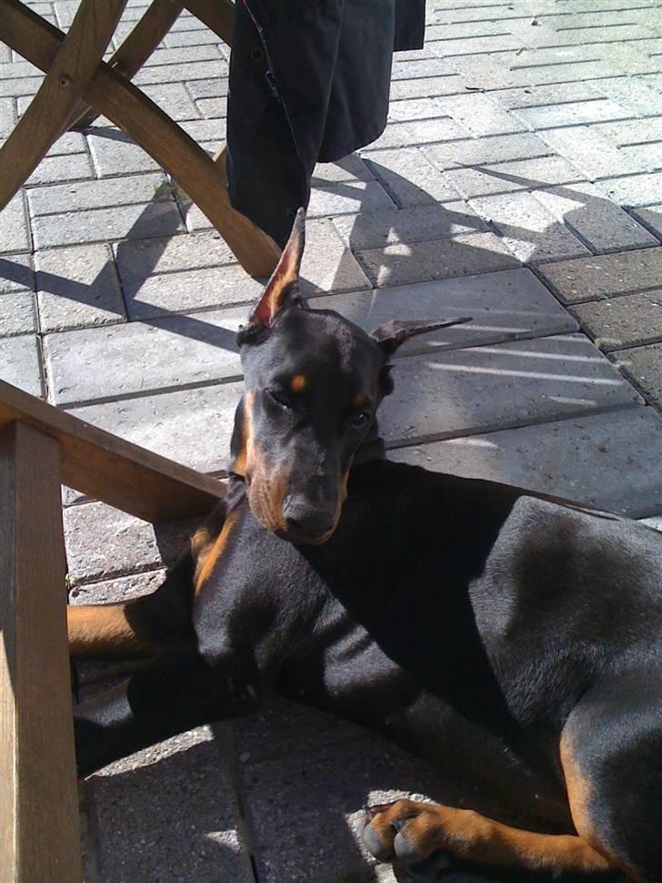 Dobermann Miss Medina Di Altobello billede 17