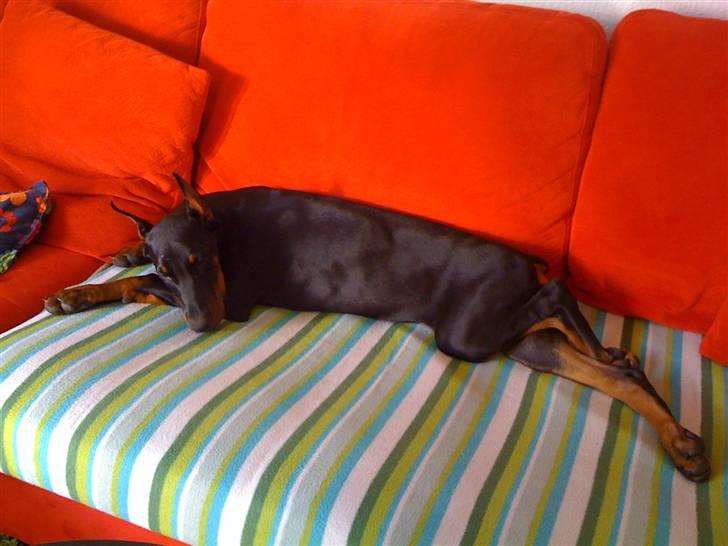 Dobermann Miss Medina Di Altobello billede 18