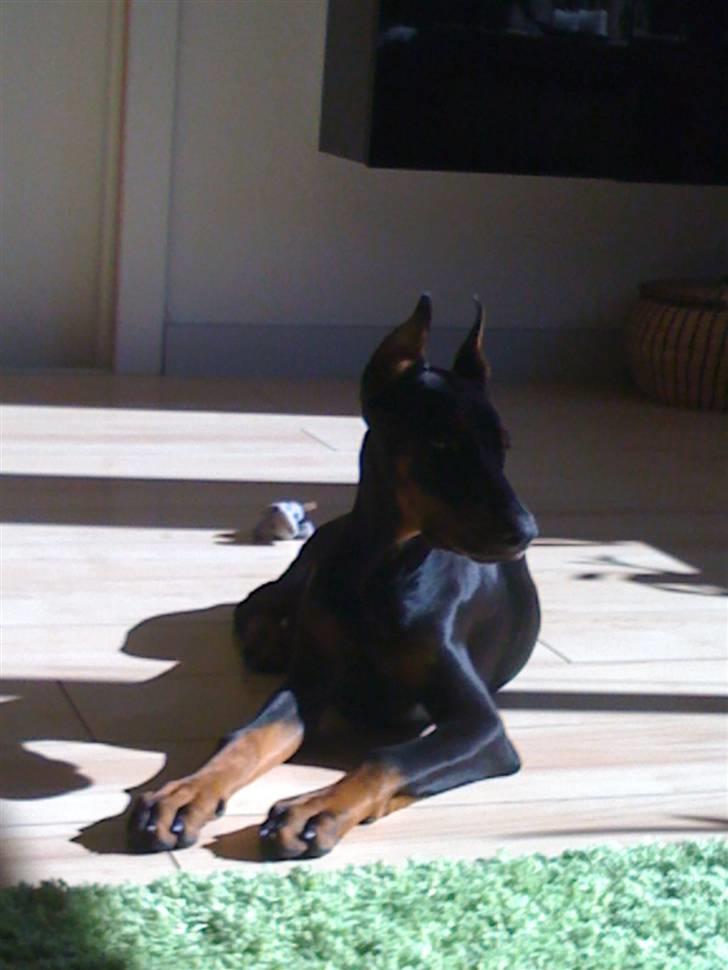 Dobermann Miss Medina Di Altobello billede 19