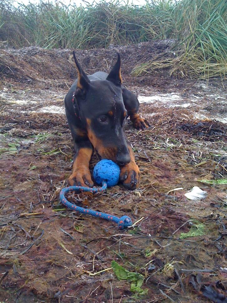Dobermann Miss Medina Di Altobello billede 20