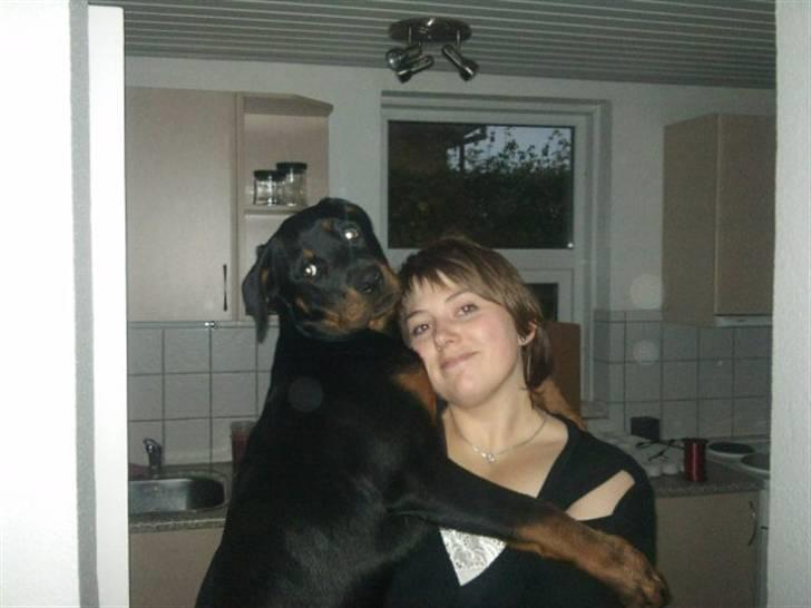 Rottweiler Kakestto's Fibie (05/05-10 - 03/09-14) - En stor pige på 5 mdr nu - men hun vil altså stadig gerne på armen! Kan snart ikke løfte hende mere... men jeg nyder det så længe jeg kan! billede 17