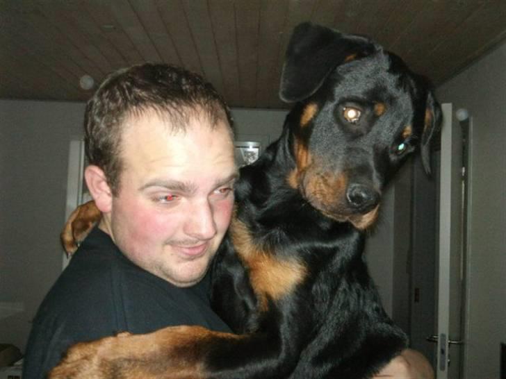Rottweiler Kakestto's Fibie (05/05-10 - 03/09-14) - På armen af farmand - hun vejer efterhånden 20kg men det tænker hun altså ikke selv over billede 18