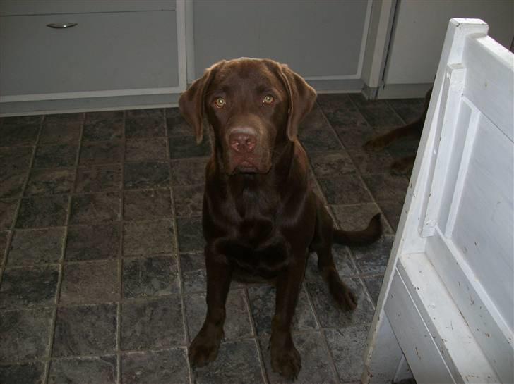 Labrador retriever chivas<33 R.I.P :'( :'( billede 15