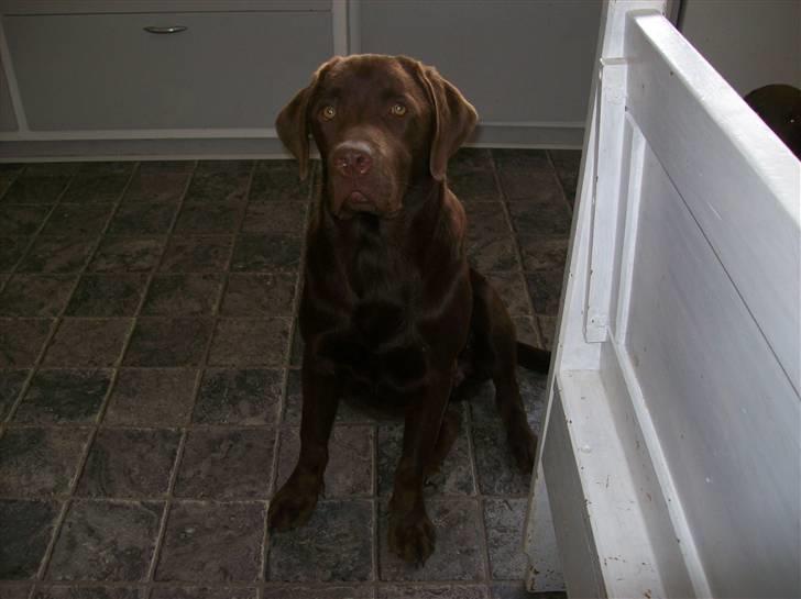 Labrador retriever chivas<33 R.I.P :'( :'( billede 16