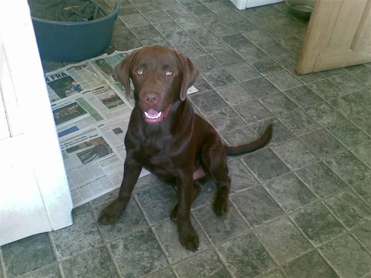 Labrador retriever chivas<33 R.I.P :'( :'( billede 18