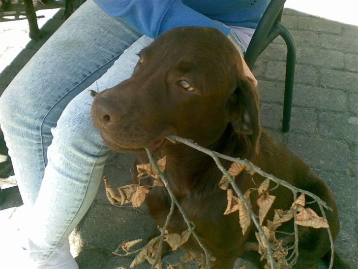 Labrador retriever chivas<33 R.I.P :'( :'( billede 19