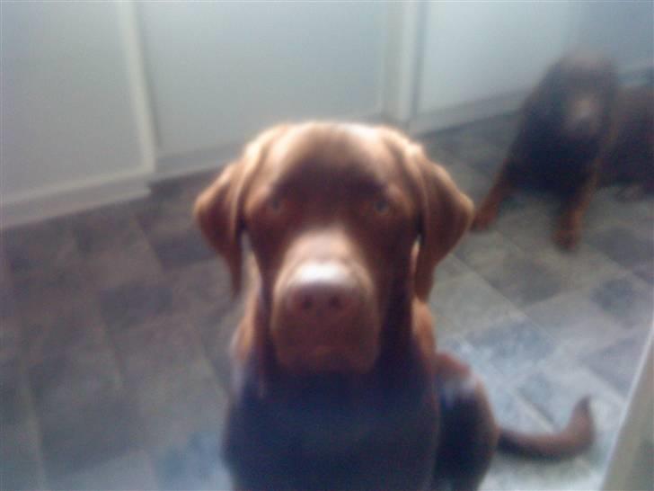 Labrador retriever chivas<33 R.I.P :'( :'( billede 20