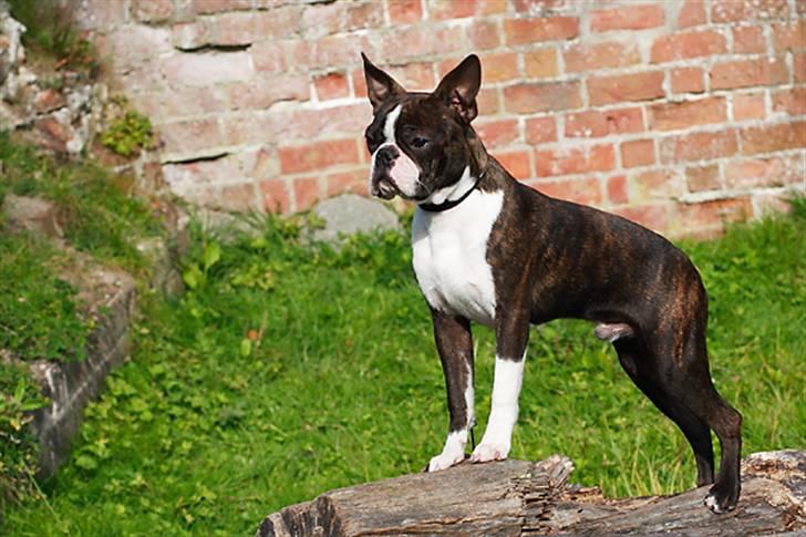 Boston terrier Cekin LaKonga - Næsten 6 mdr. gammel, billedet er taget på gåturen ved Asserbo Slotsruin.d. 4 okt.2010 billede 8