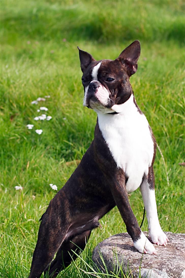 Boston terrier Cekin LaKonga - Næsten 6 mdr. gammel, billedet er taget på gåturen ved Asserbo Slotsruin.d. 4 okt.2010 billede 9
