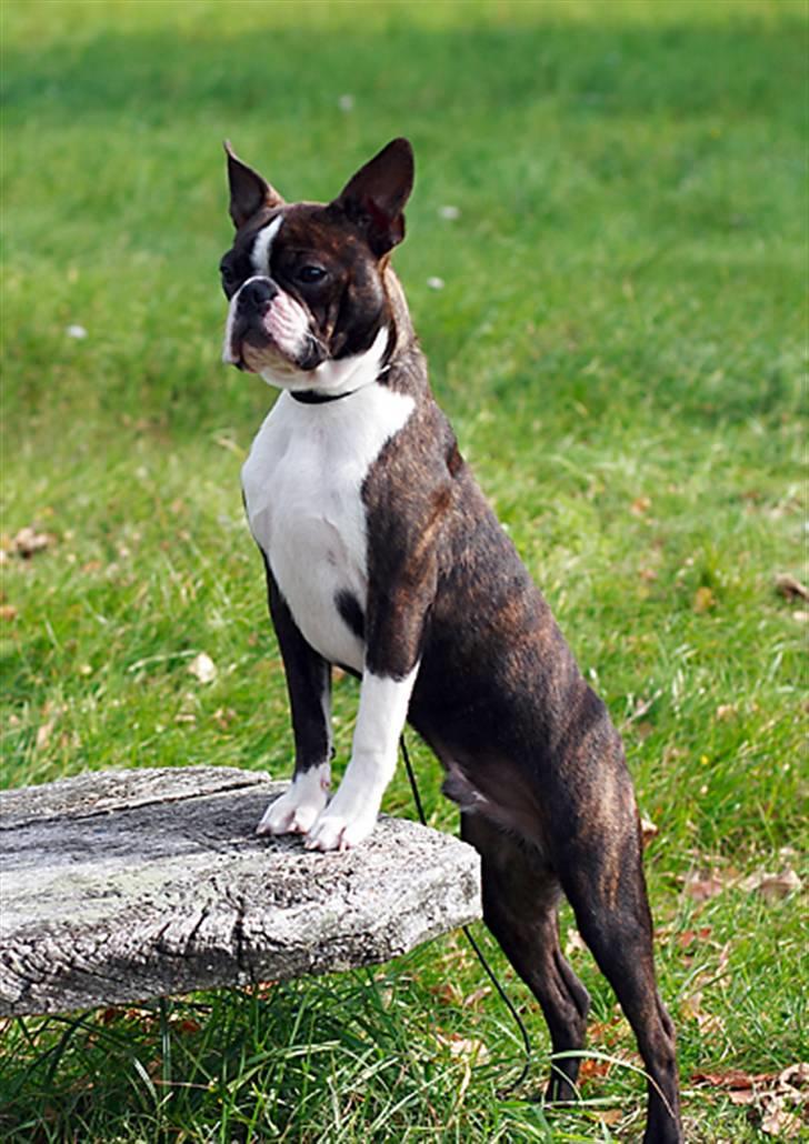 Boston terrier Cekin LaKonga - Næsten 6 mdr. gammel, billedet er taget på gåturen ved Asserbo Slotsruin.d. 4 okt.2010 billede 10