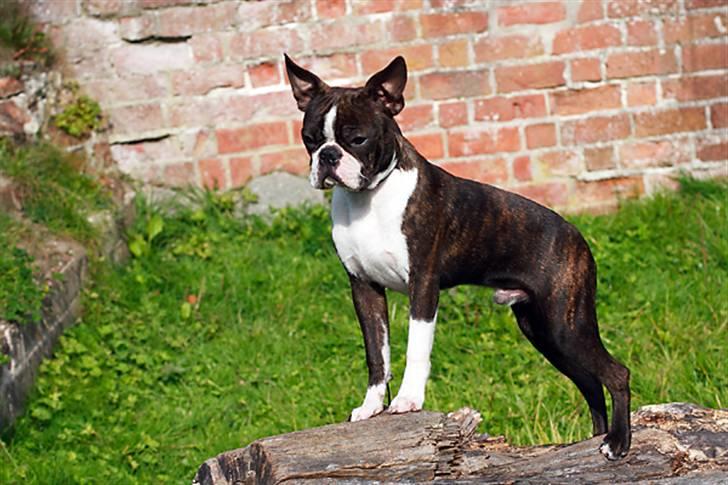 Boston terrier Cekin LaKonga billede 11