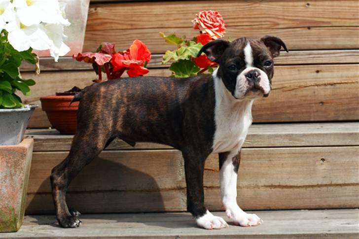 Boston terrier Cekin LaKonga - Cekin, knap 12 uger. billede 12