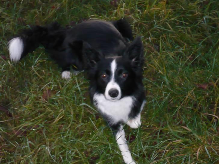 Border collie Neela billede 7