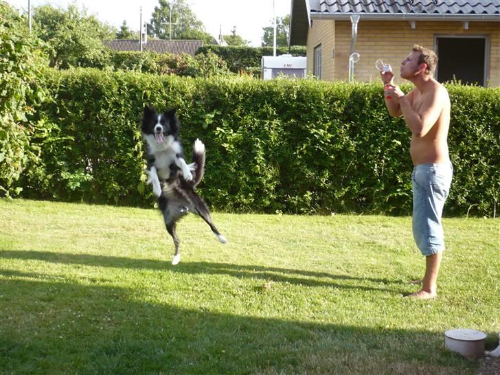 Border collie Neela billede 8