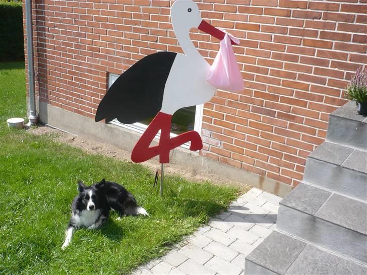 Border collie Neela billede 9