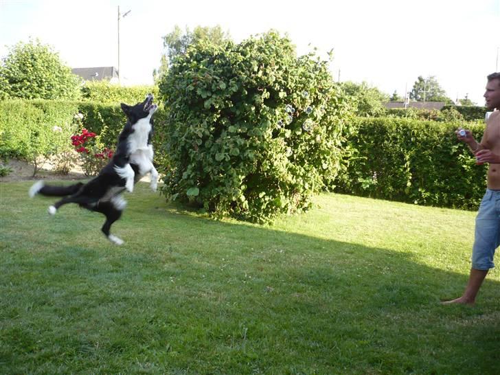 Border collie Neela billede 10