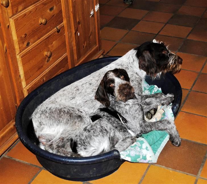 Ruhåret hønsehund Mika (Lillefisen) - Mika søger Tinas selskab efter Gaia er flyttet hjemmefra. billede 13