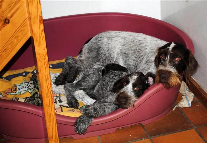 Ruhåret hønsehund Mika (Lillefisen) - Der er lidt mere plads i Tinas kurv. billede 14