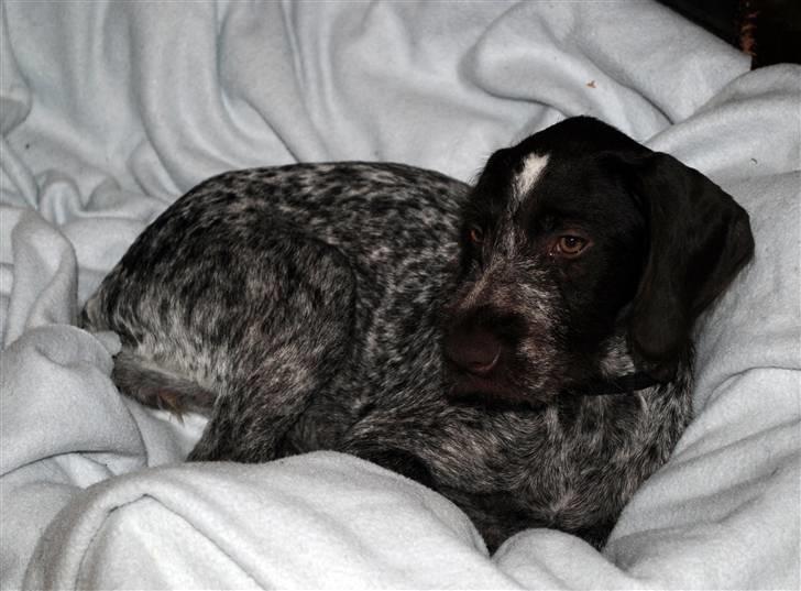 Ruhåret hønsehund Gaia ( SOLGT) - Tager lige en pause  billede 14