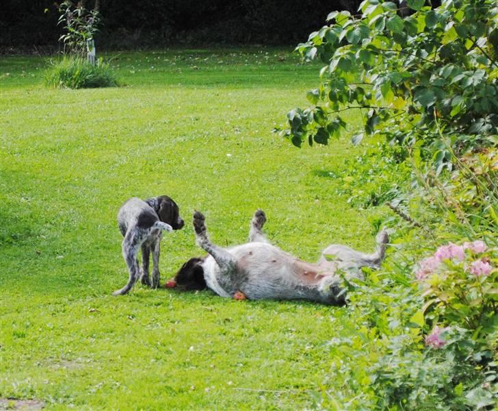 Ruhåret hønsehund Gaia ( SOLGT) - Leg med min mor billede 15