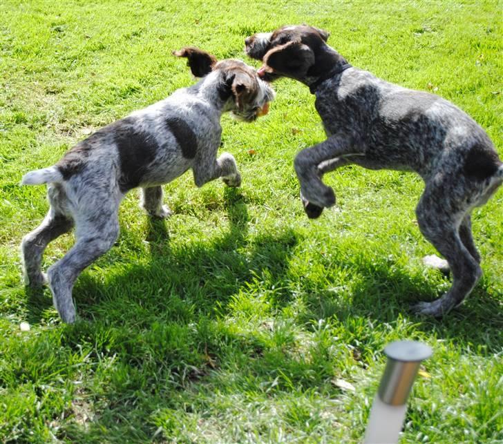 Ruhåret hønsehund Gaia ( SOLGT) - Sjov og ballade med Mika billede 17