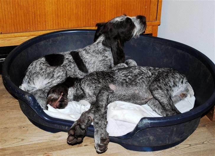 Ruhåret hønsehund Gaia ( SOLGT) - Her flader jeg totalt ud billede 18