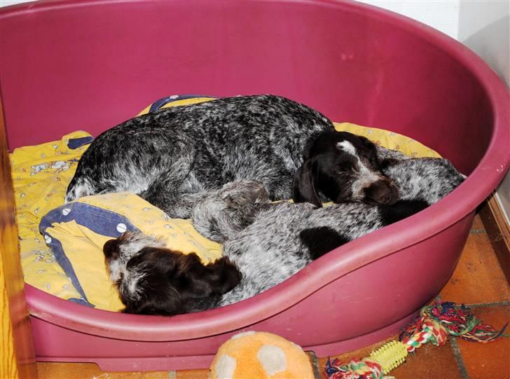 Ruhåret hønsehund Gaia ( SOLGT) - Der er nu mere plads i mors kurv. så den nupper vi.  billede 19
